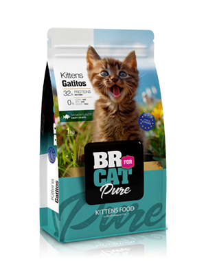 br for cat pure kitten salmon