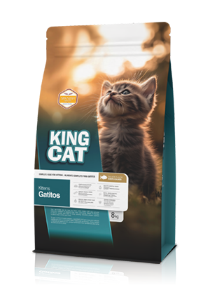 king cat aliemento kitten